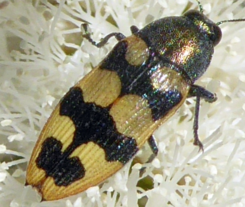 Castiarina placida