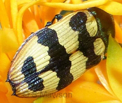 Castiarina placida