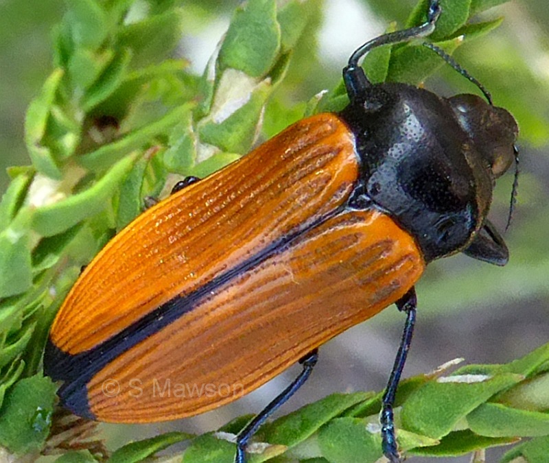 Castiarina rufipennis