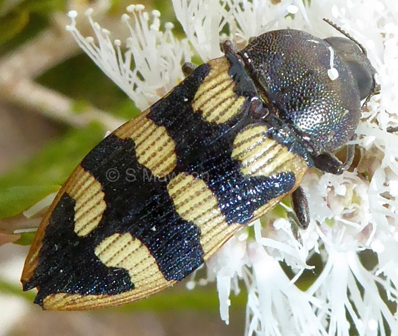Castiarina sagittaria
