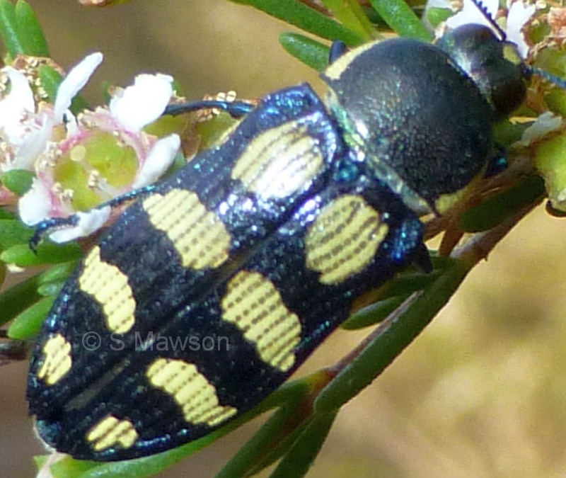 Castiarina subcincta