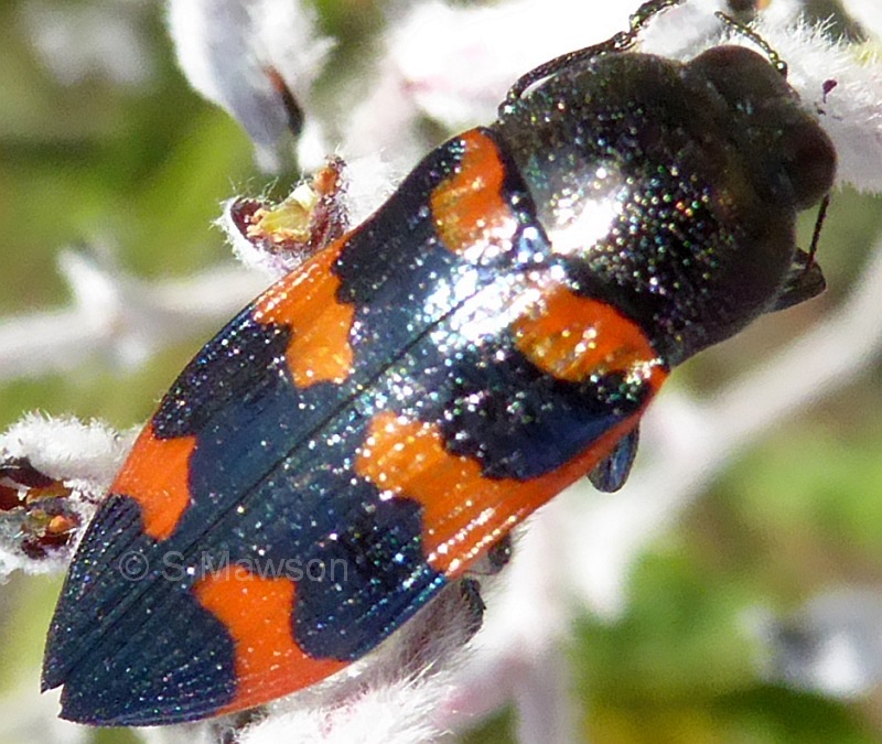 Castiarina trifasciata