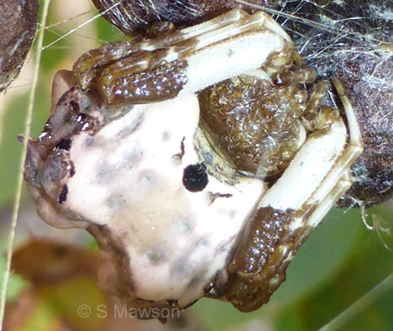 Celaenia excavata