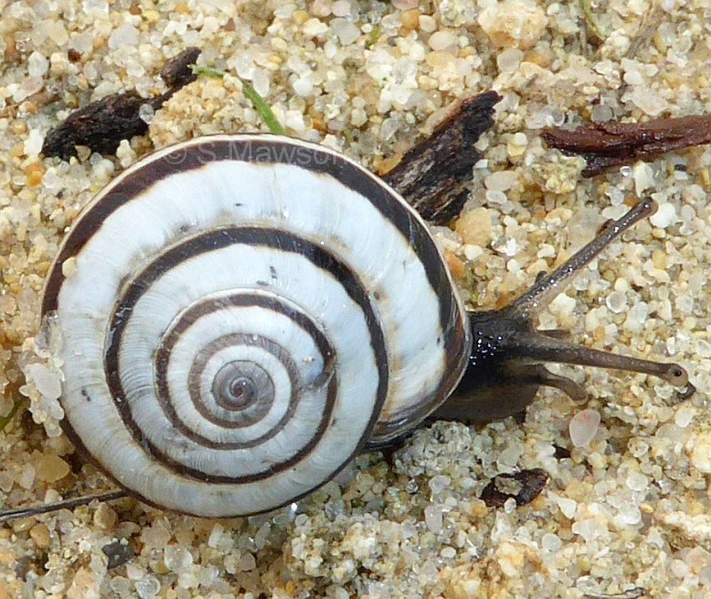 Cernuella virgata