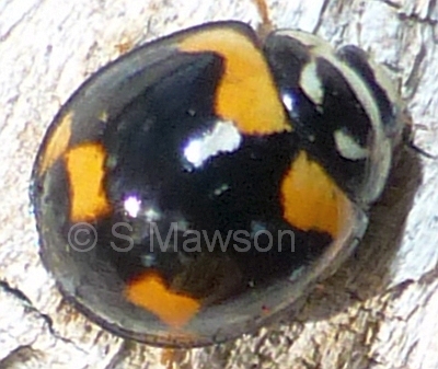 Cheilomenes sexmaculata