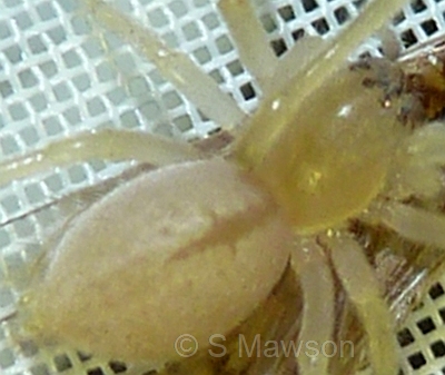 Cheiracanthium gracile