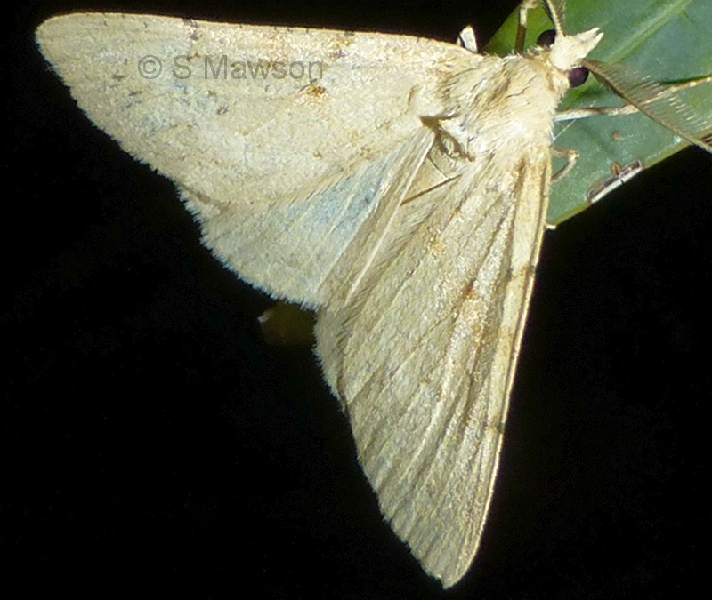 Chlenomorpha lygdina