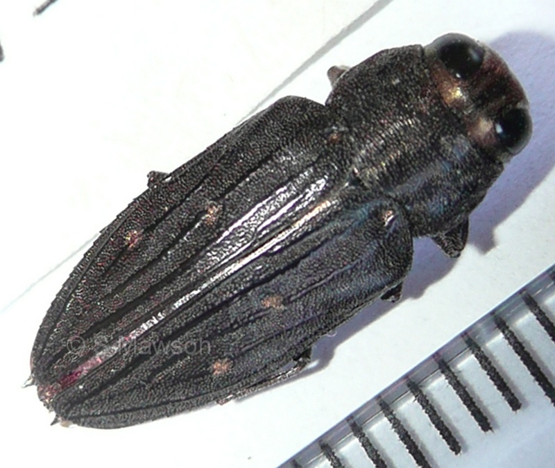 Chrysobothris saundersii