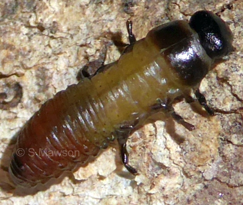 Chrysomelidae 1