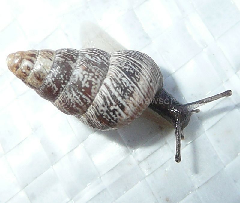 Cochlicella acuta