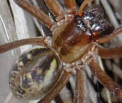 Corasoides occidentalis