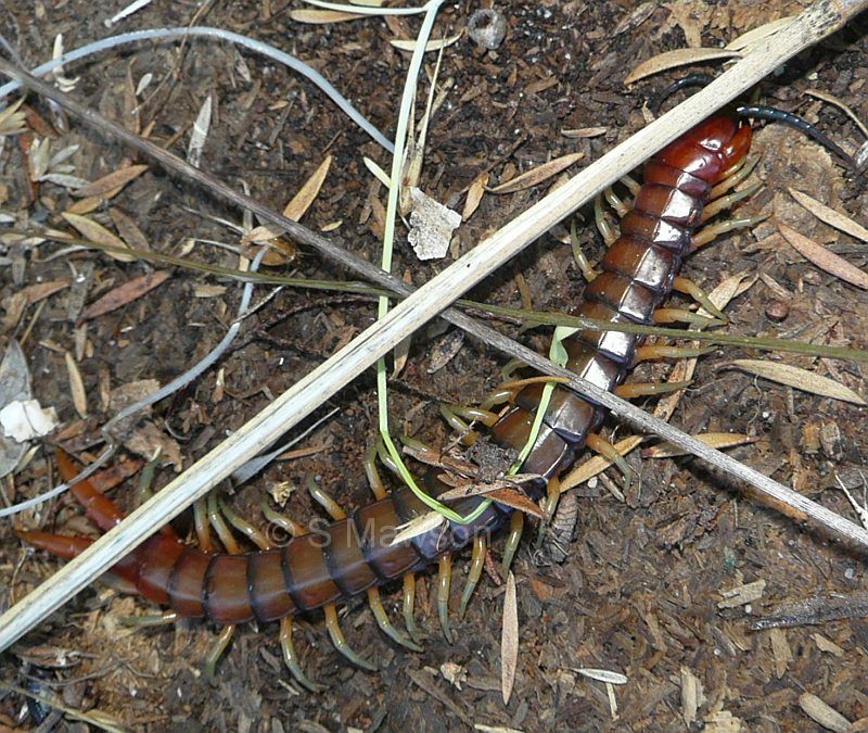 Cormocephalus aurantiipes