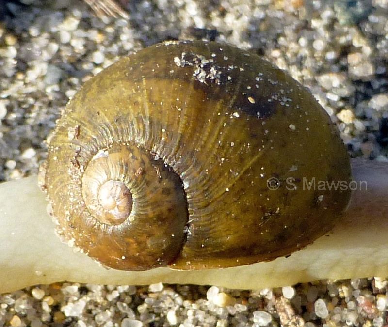 Cornu apertus
