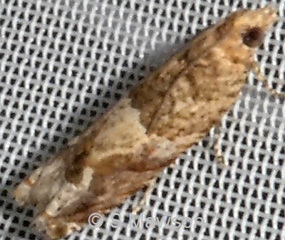 Crocidosema plebejana