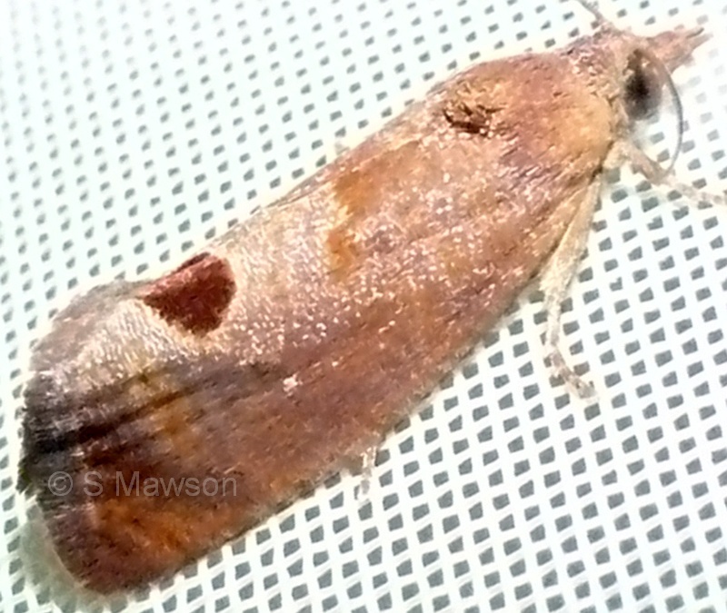 Cryptophlebia ombrodelta (female)