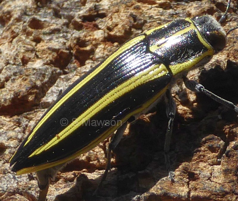 Cyrioides vittigera