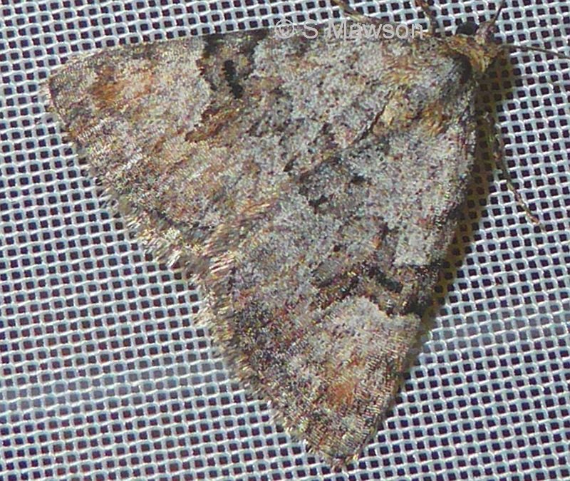 Dichromodes anelictis