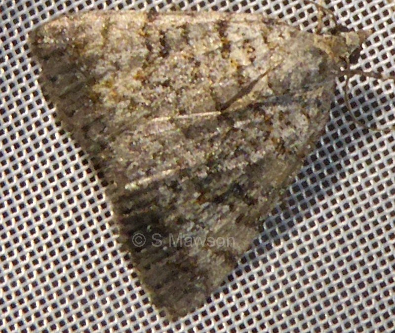 Dichromodes semicanescens