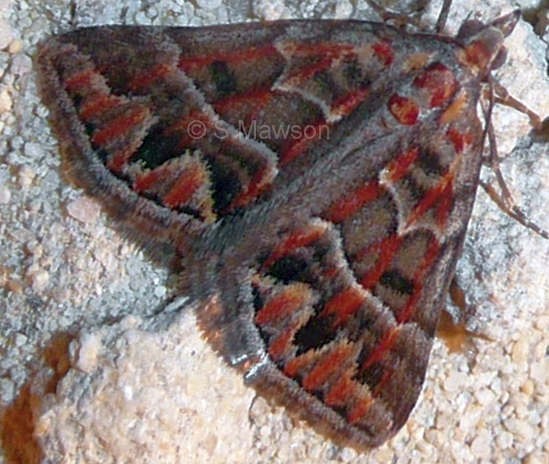 Dichromodes sp. ANIC 11