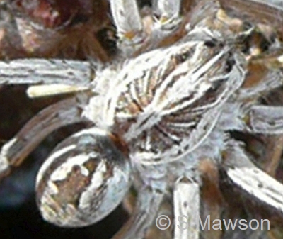 Dingosa sp. 1