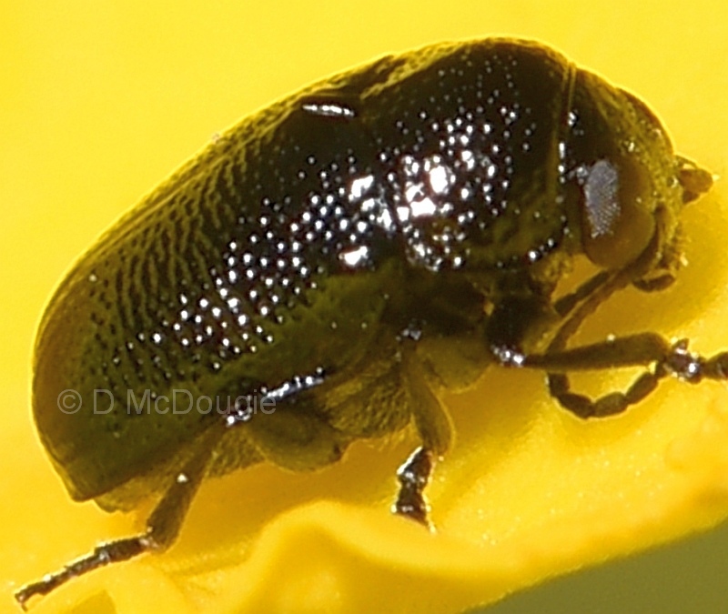 Ditropidus sp. 1