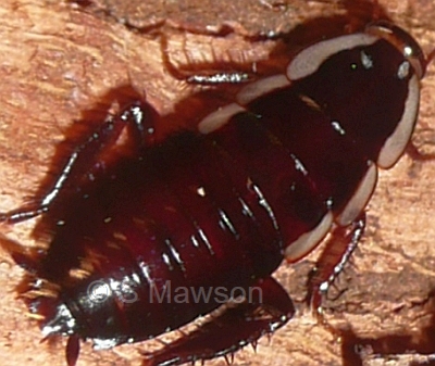 Drymaplaneta semivitta