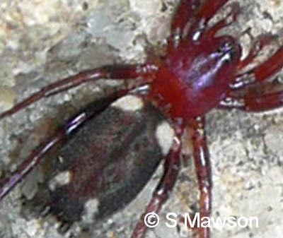 Eilica sp. 1