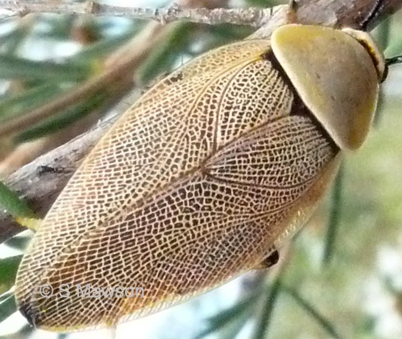 Ellipsidion humerale