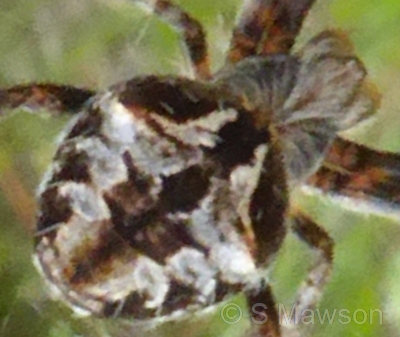 Eriophora sp. 1