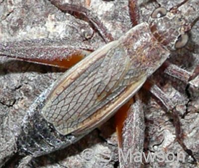 Eurepa marginipennis