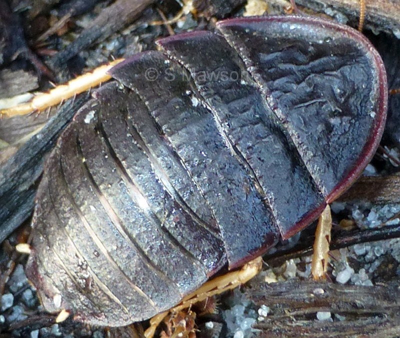 Euzosteria femoralis
