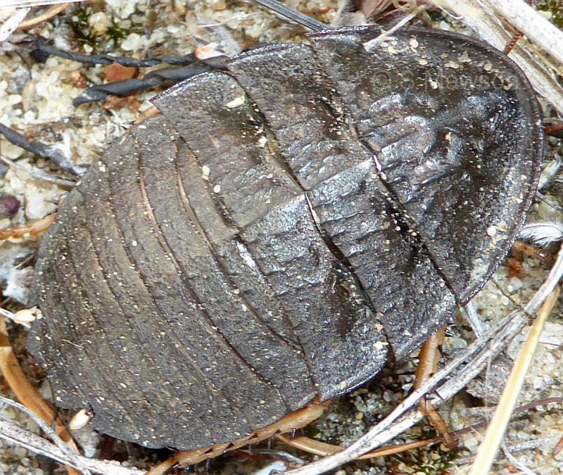 Euzosteria lata