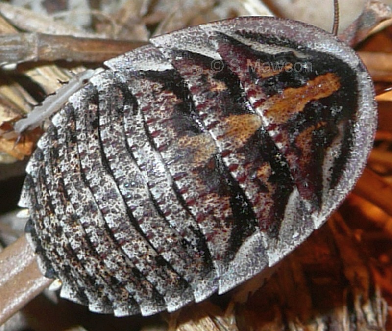 Euzosteria sordida