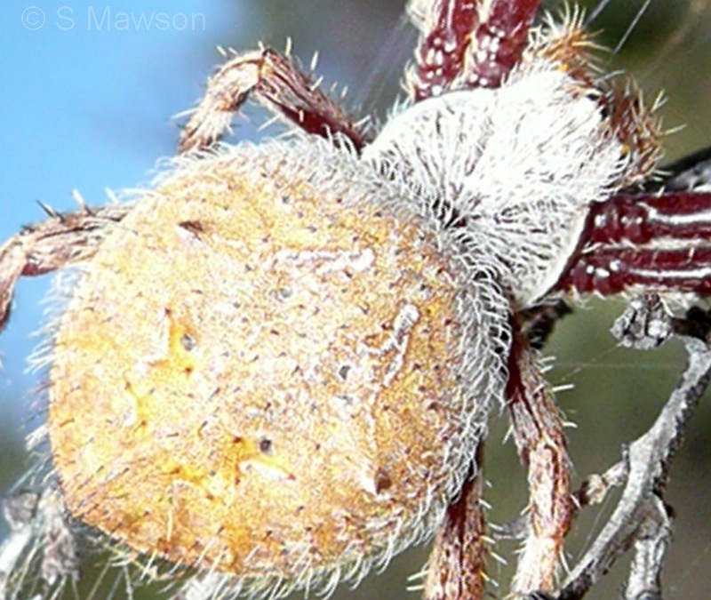Hortophora biapicata