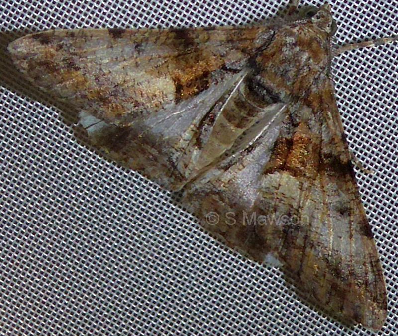 Gastrinodes argoplaca