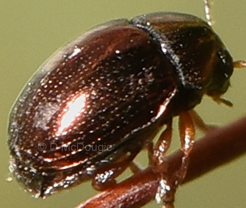 Geomela sp. 1