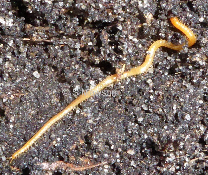Geophilomorpha sp. 1