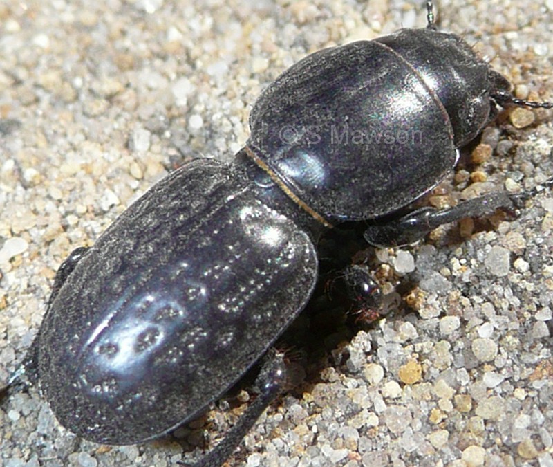 Gnathoxys sp. 1