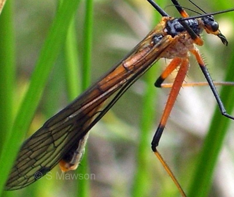 Harpobittacus similis