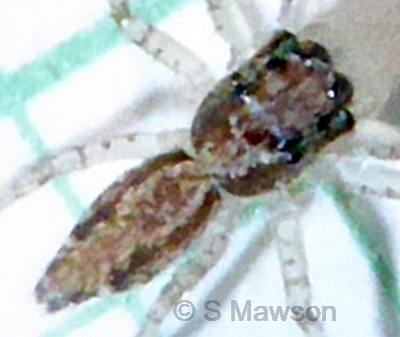 Helpis occidentalis