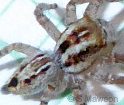 Hypoblemum albovittatum
