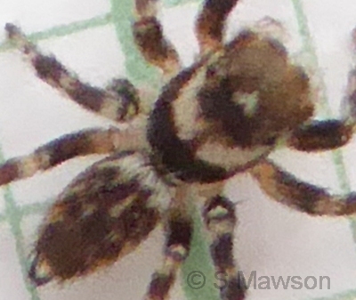 Hypoblemum griseum