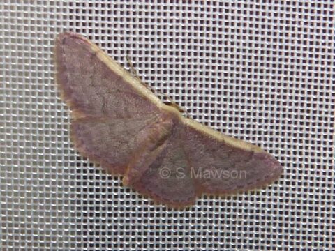 Idae Pattern Idaea inversata | Friends of Queens Park Bushland