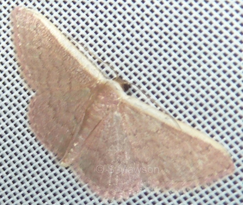 Idaea inversata