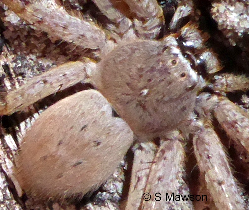 Isopedella sp. 1