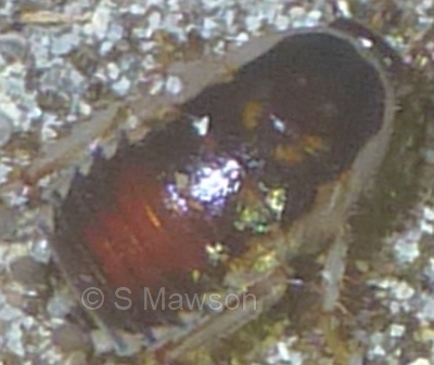 Johnrehnia sp. 1