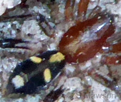 Lamponidae 1