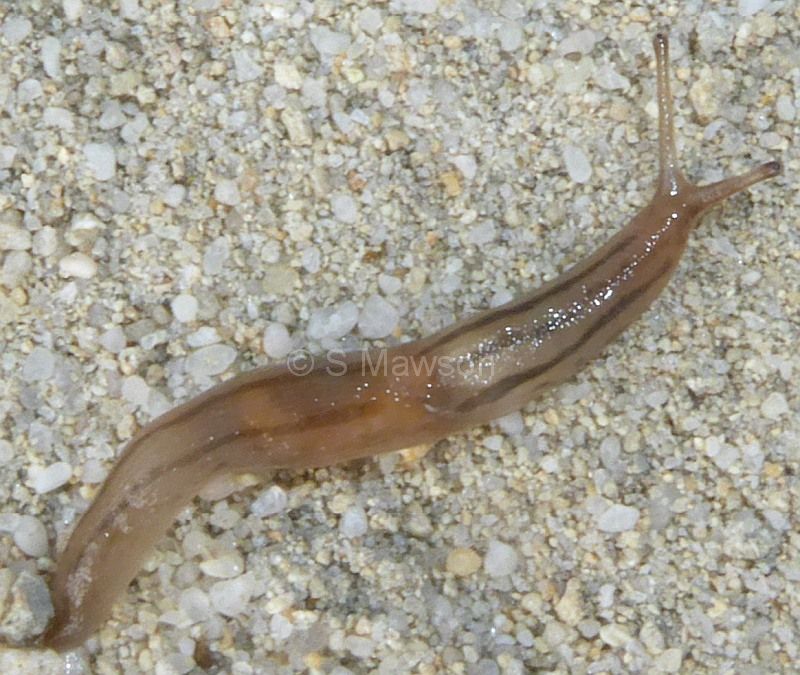 Lehmannia valentiana