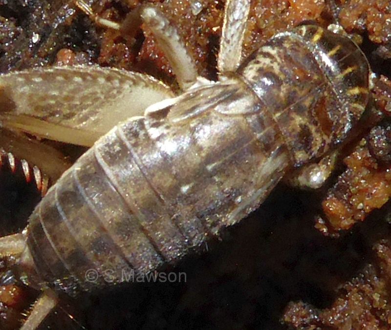 Lepidogryllus parvulus