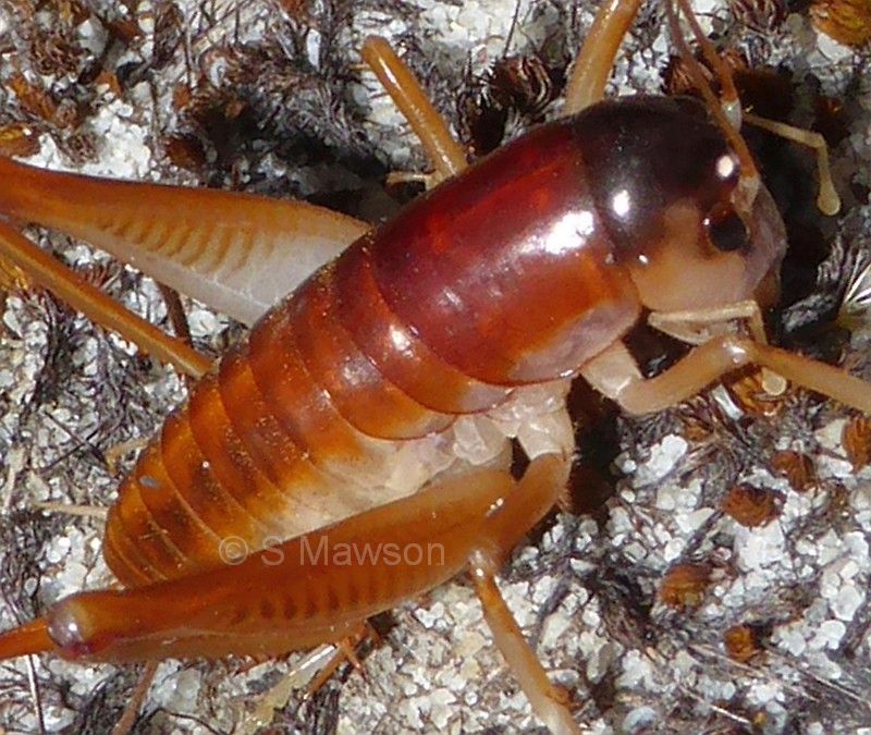 Leponosandrus lepismoides